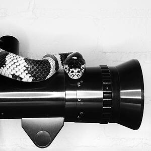 California Kingsnake on old movie camera lens