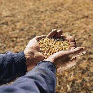 Caucasion middle-age man holding pile of soybeans in his hands.