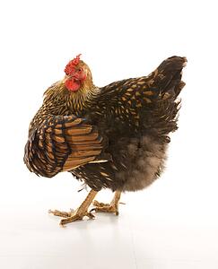 Golden laced wyandotte chicken