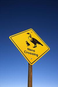 Shot of 'Nene Crossing' road sign in Haleakala National Park, Maui, Hawaii.