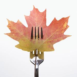 Red and green Maple leaf pierced by a dinner fork
