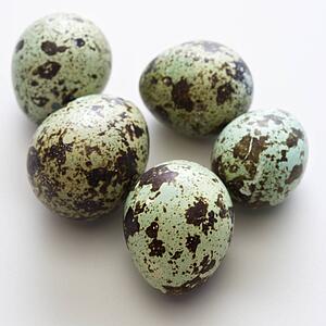 Studio still life of speckled eggs
