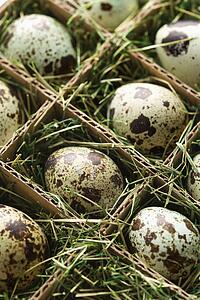 Speckled eggs packed in separate compartments