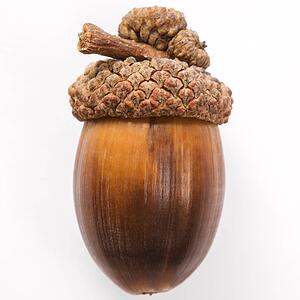 Still life of single acorn