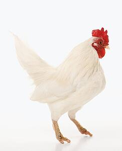 Old English Bantam rooster