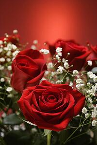 Close-up of bouquet of red roses with baby's breath against red background.
