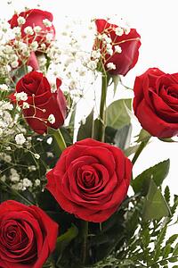 Close-up of bouquet of long-stemmed red roses with baby's breath against white background.