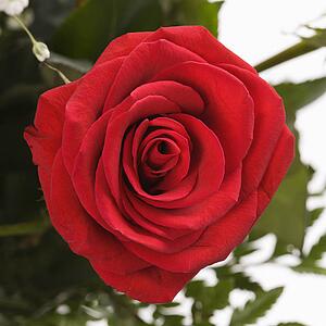 Close-up of red rose against white background.