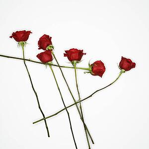 Long-stemmed red roses spread out against white background.