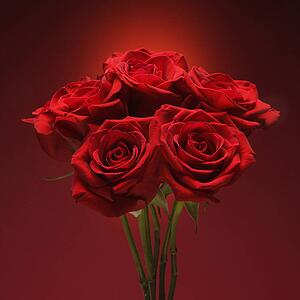 Bouquet of red roses against red background.