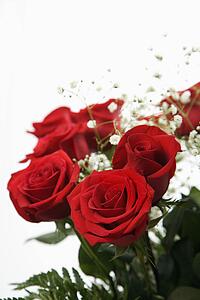 Bouquet of long-stemmed red roses with baby's breath against white background.