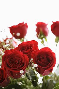Bouquet of red roses with baby's breath against white background.