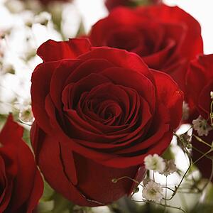Close-up of bouquet of red roses with baby's breath.