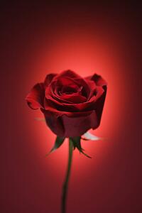 Single long-stemmed red rose against glowing red background.