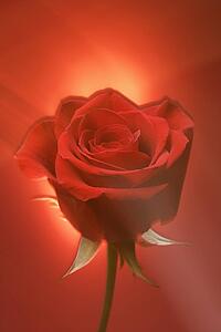 Single long-stemmed red rose against glowing red background.