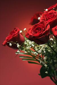 Close-up of bouquet of red roses with baby's breath against red background.