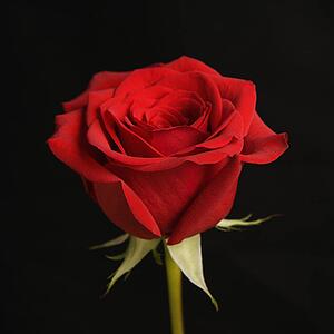 Single long-stemmed red rose against black background.