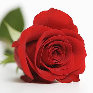 Close-up of single red rose against white background.