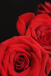 Close-up of two red roses against black background.
