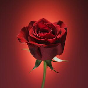Single long-stemmed red rose against glowing red background.