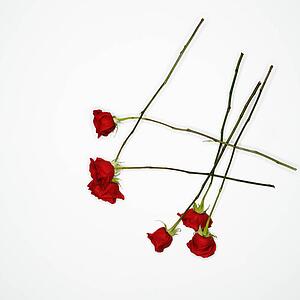 Long-stemmed red roses spread out against white background.