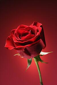 Single long-stemmed red rose against glowing red background.