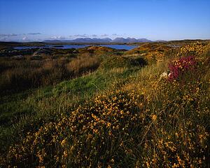 Wildflowers, Twelve Pins, Connemara, Co Galway, Ireland