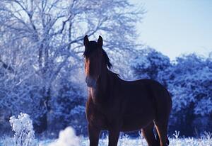 Thoroughbred horse, Ireland