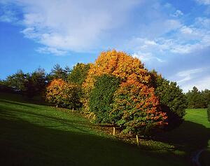 Trees, Autumn, September, Ireland