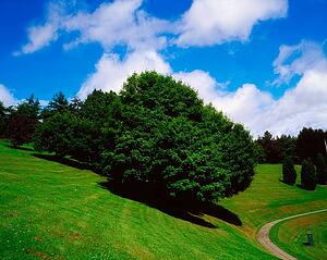 Trees, July, Summer, Ireland