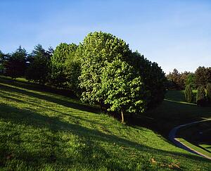 Trees, June, Summer, Ireland
