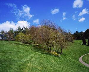 Trees, April, Spring, Ireland