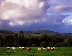 Sheep, Co Mayo, Ireland