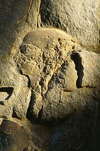 Stone relief, Luxor Temple, Luxor, Egypt
