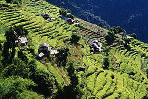 Terraced Fields, Annapurna Region, Nepal