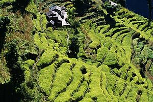 Terraced Fields, Annapurna Region, Nepal