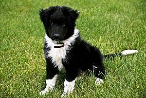 Puppy sitting on the grass