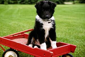 Puppy sitting in red wagon