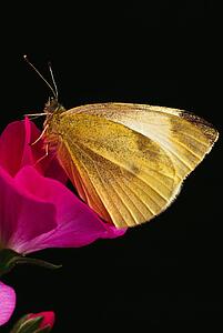Cabbage butterfly sitting on a Geranium blossom