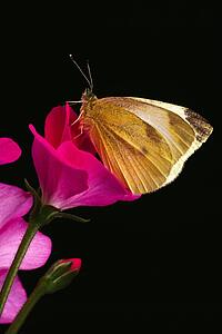 Cabbage Butterfly sitting on a Geranium blossom