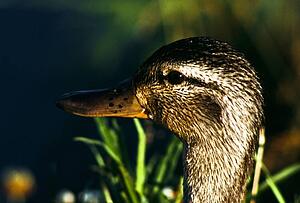 Female mallard duck