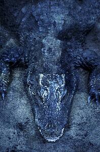 Crocodile