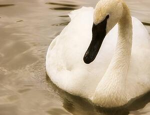 Swan