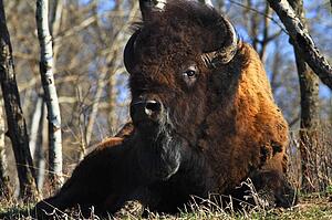 A buffalo resting