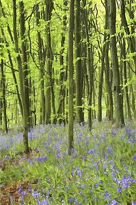 Bluebell wood impression 