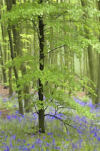 Bluebell wood impression 