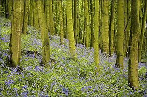 Bluebell wood impression 