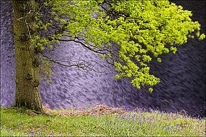 Tree in the breeze 