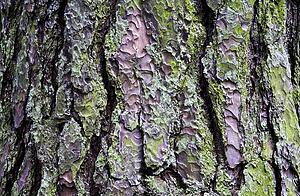 Close up of tree bark 