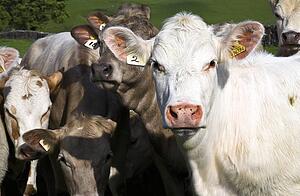 Herd of cows, Derbyshire, England 